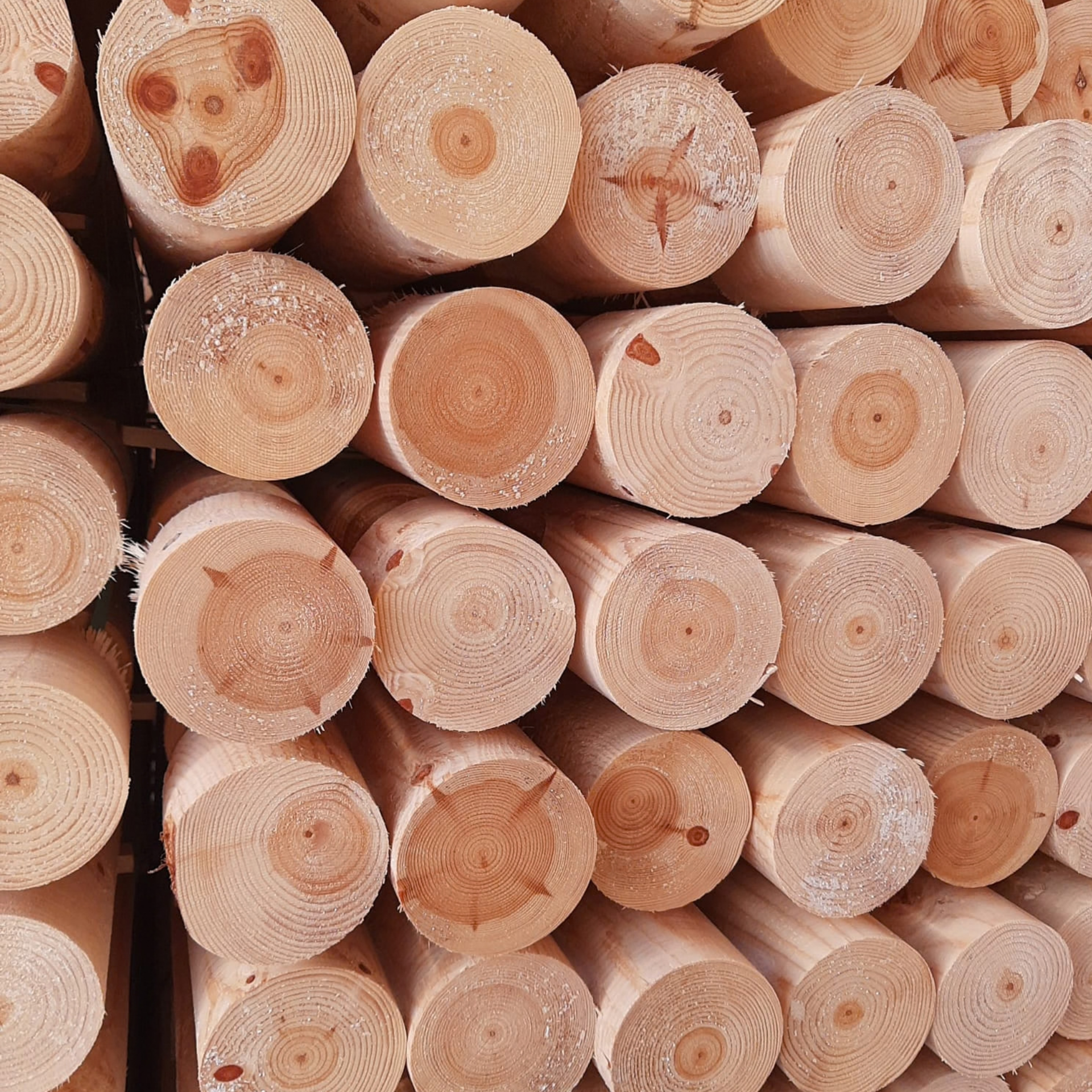 Pyörökeppi / Pyöröhirsi (montaa kokoa)