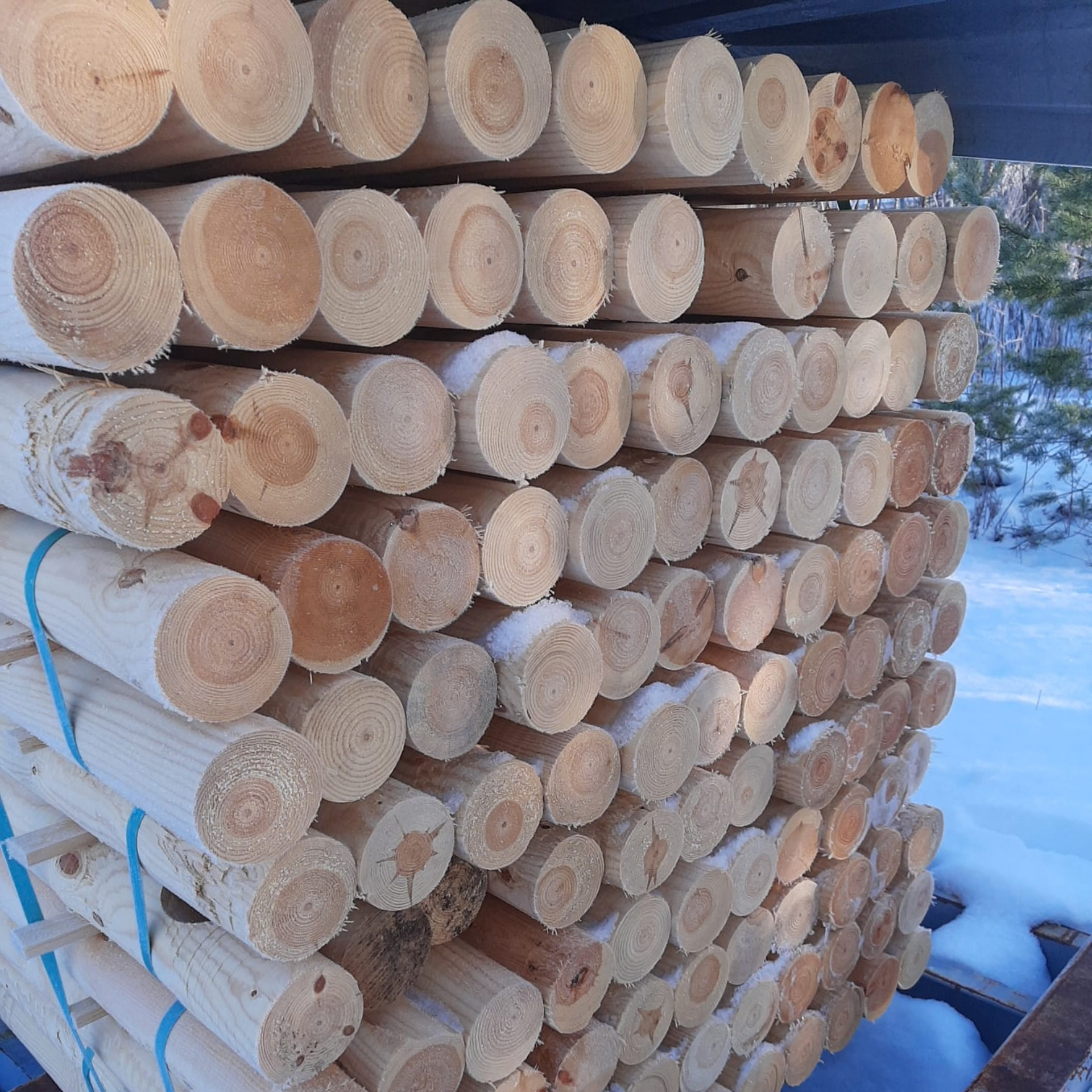 Pyörökeppi / Pyöröhirsi (montaa kokoa)